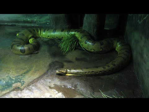 anaconda 2 full movie in hindi youtube